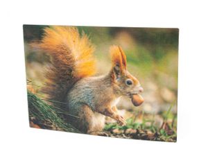 3 D Ansichtskarte Eichhörnchen, Postkarte Wackelkarte Hologrammkarte Tiere Tier