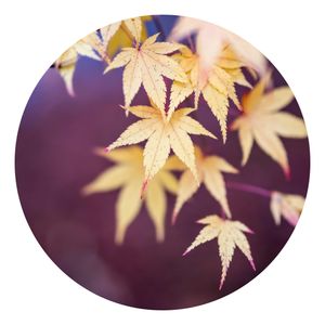 Runde Tapete selbstklebend - Herbstlicher Ahorn, Größe HxB:50 × 50 cm, Material:Selbstklebend
