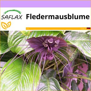 SAFLAX - Fledermausblume - 10 Samen - Tacca chantrieri