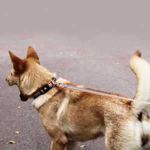 Reflektierendes Hundehalsband. Geeignet für kleine, mittlere und große Hunde,farbige Leine,XS