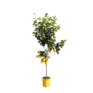 Obstbaum – Zitronenbaum (Citrus Lemon) – Höhe: 180 cm – von Botanicly