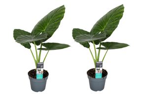 Plant in a Box - Alocasia Odora - 2er Set - Pfeilblatt - Wunderschöne grüne Zimmerpflanze - Topf 17cm - Höhe 55-75cm