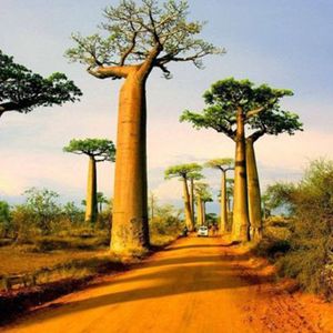 10Pcs Adansonia Digitata Baobab Baum Samen Exotische Outdoor Pflanze Hohe Keimung