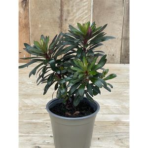 Euphorbia x martinii 'Ruby Glow' - Mandelblättrige Wolfsmilch, im Topf 12 cm - 12 cm