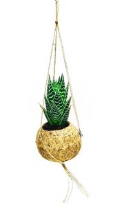 Kokodama Aloe Tiki tahi (S)
