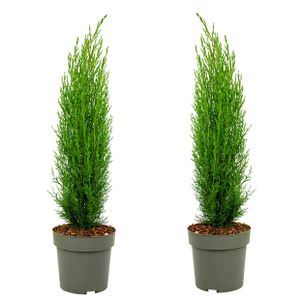Plant in a Box - Toskanische Zypresse 'Totem' - 2er Set - Cupressus sempervirens - Toskana Säulen Mittelmeerzypresse - Winterhart - Topf 19cm - Höhe 70-80cm