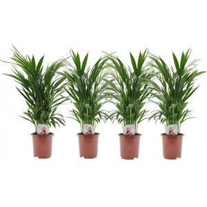 Dypsis Lutescens - Areca Goldfruchtpalme - 4er Set - Topf 17cm - Höhe 60-70cm