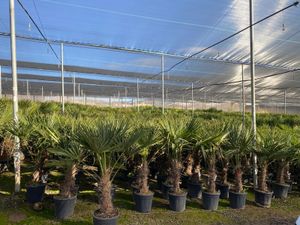 Trachycarpus Fortunei palma čínska, 140-160 cm, výška kmeňa 40-50 cm, mrazuvzdorná do -18°C, Ø kvetináča 33 cm