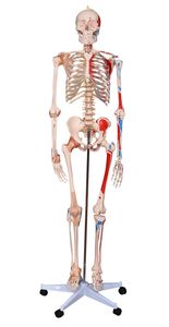 Menschliches Skelett mit Muskeln und Bändern, lebensgroß ca. 180cm, auf fahrbarem Stativ, Modell Deluxe, Anzahl: 1 Stück