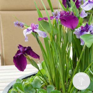 Iris \'Kaempferi\' – Japanische Schwertlilie – Teichpflanze – Winterhart – ⌀9 cm - ↕20-30 cm