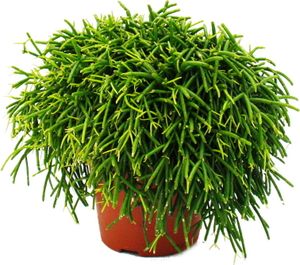 Rhipsalis baccifera Oasis - Korallenkaktus - im 12cm Topf - sukkulente Zimmerpflanze