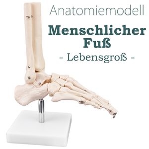Anatomie Skelett Modell Lebensgroß Anatomisches Knochen Fußgelenk Skelettfuss Modell des Menschlichen Fuß Fuss mit Beweglichem Gelenken Fussmodell Medmod