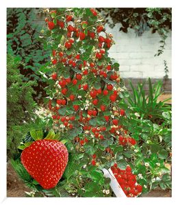 BALDUR-Garten Kletter-Erdbeere 'Hummi®', 3 Pflanzen Fragaria Erdbeerbäumchen schnellwachsende und rankende Klettererdbeeren, selbstfruchtend, winterhart, blühend, Fragaria x ananassa