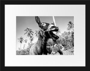 Lustiger lachender Esel unter Palmen, MonochromeBilderrahmen mit Galerie-Passepartout / Format: 38x30cm / gerahmt / hochwertige Leinwandbild Alternative