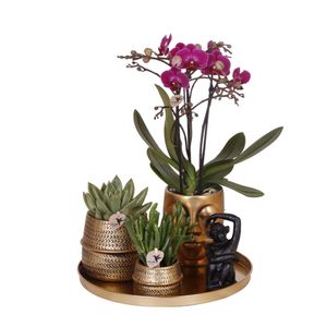 Komplettes Pflanzenset Hotel Chic - lila | Grünpflanzen mit lila Phalaenopsis-Orchidee inkl. Keramik-Ziertöpfe und Zubehör