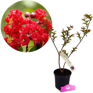 Lagerstroemia indica x faurieri 'Arapaho', Elfensering, 2 Liter Topf