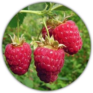 Riesen Himbeere - 50 Samen - Rubus idaeus - Für Mehrjährige Pflanzen - Gesunde & Vitaminreiche Früchte