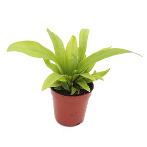 Mini-Pflanze - Asplenium antiquum - Nestfarn - Ideal für kleine Schalen und Gläser - Baby-Plant im 5,5cm Topf