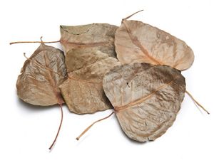 Peepal Blätter getrocknet im Beutel mit 350 Stk. | Ficus religiosa