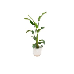 Combi Deal - Strelitzia Nicolai Including Elho Jazz Round White Ø23 - 100 cm