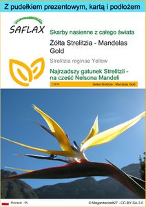 SAFLAX - Zestaw prezentowy - Żółta Strelitzia - Mandelas Gold - 4 Nasiona - Z pudełkiem upominkowym, etykietą wysyłkową, kartą podarunkową i podłożem uprawowym - Strelitzia reginae Yellow