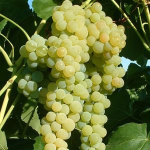 Lakemont pilzfester Wein kernlos helle Traube kräftige Weinrebe 80-100 cm im 3,5 Liter Topf