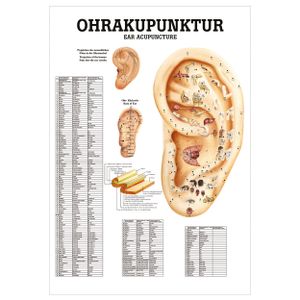 Ohrakupunktur Mini-Poster Anatomie 34x24 cm medizinische Lehrmittel