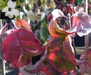 Cornus florida Rainbow - Blüten-Hartriegel Rainbow 60-80cm