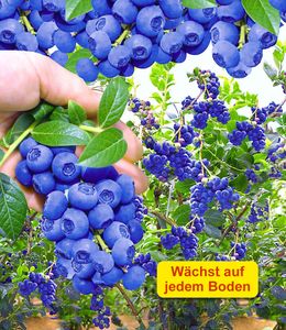BALDUR-Garten Trauben Heidelbeere 'Reka® Blue', 1 Pflanze, Blaubeeren Heidelbeeren Pflanze, Vaccinium corymbosum, reichtragend, wächst auf allen Gartenböden, winterhart