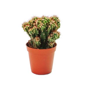 Cereus peruvianus cristata - skalní kaktus - v květináči 5,5 cm