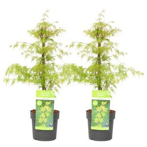 Acer palmatum Emerald Lace - 2er Set - Japanischer Ahorn - ⌀ 19cm - Höhe 60-70cm