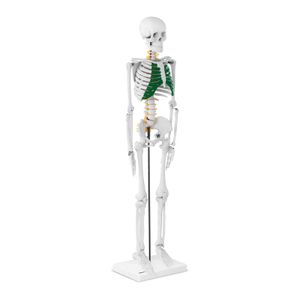 Skelett Mini Menschliches Skelett Anatomisches Modell Mini Skelett 83 cm Physa