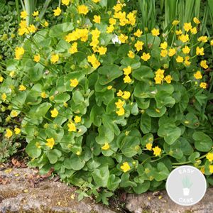 Caltha Palustris – Ringelblume – Teichpflanze – Pflegeleicht – Zone 1-2 – ⌀09 cm – ↕15-25 cm