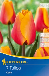 Tulipa Cash, 7 Stück Blumenzwiebeln