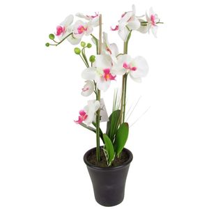 Led orchidee - Die ausgezeichnetesten Led orchidee im Vergleich!