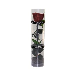 Eine echte konservierte Rose, eine ewige Rose, eine langlebige Rose, eine ewig blühende Rose,(Rotwein)