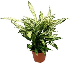 Grünpflanze – Dieffenbachie (Dieffenbachia Vesuvius) – Höhe: 70 cm – von Botanicly