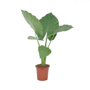 Zimmerpflanze von Botanicly – Elefantenohr – Höhe: 60 cm – Alocasia Macrorrhiza