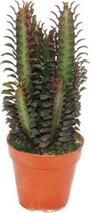 Euphorbia trigona rubra - stredne velká rastlina v 12 cm hrnci
