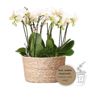 Kolibri Orchids | weißes Pflanzenset im Schilfkorb inkl. Wassertank | drei weiße Orchideen Amabilis 9cm und drei Grünpflanzen | Dschungelstrauß weiß mit autarkem Wassertank