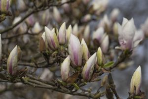 Tulpen-Magnolie 'Alba Superba' 7,5L 100-120cm Blütenpracht winterhart