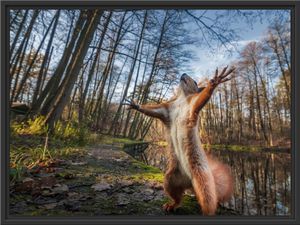 Lustiges Eichhörnchen steht im Wald im Schattenfugen Bilderrahmen / Format: 80x60 im Schattenfugen-Bilderrahmen / Kunstdruck auf hochwertigem Galeriekarton / hochwertige Leinwandbild Alternative