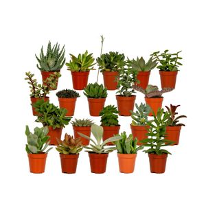 Hello Plants Succulent Sukkulenten Mix - 20 Stück - Ø 5,5 cm Topf - Höhe: 5.5 cm
