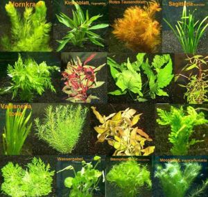 Mühlan über 40 Aquarium-Pflanzen in 6 Bunden - pflegeleichtes Sortiment
