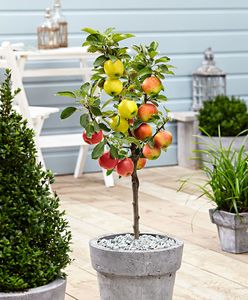Plant in a Box - Trio-Apfelbaum - 3 Apfelsorten an 1 Baum - Malus Elstar, Malus Jonagored, Malus Golden Delicious - Obstbaum - Topf 17cm - Höhe 60-70cm