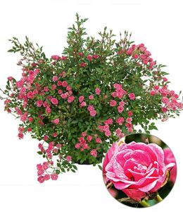 BALDUR-Garten Lilly Rose® "Wonder5", 1 Pflanze, Balkonrose für Töpfe und Kübel, winterhart, blühend, Schnittblume, viele Blüten, robust, Rosen-Rarität
