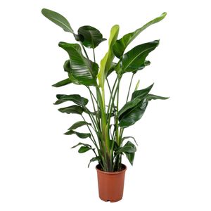 Trendyplants - Strelitzia Nicolai - Paradiesvogelblume - Zimmerpflanze - Höhe 150-170 cm - Topfgröße Ø24cm