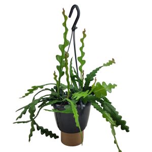 Plant in a Box - Epiphyllum Anguliger - Fischgrätenkaktus - Flegeleichte Zimmerpflanze - Echte Blühende Succulent - Topf 15cm - Höhe 30-40cm
