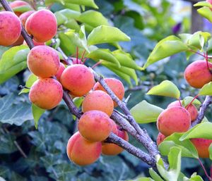 Dehner Aprikose Kuresia, buschiger Wuchs, süß und saftig, ca. 150-200 cm, 9.5 l Topf, Obstbaum