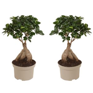 Plant in a Box - Ficus microcarpa Ginseng - 2er Set - Bonsai Baum - Zimmerpflanzen - Topf 12cm - Höhe 30-40cm